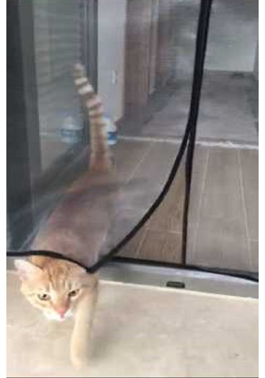 Yırtılmaz Tül Mıknatıslı Sineklik Pet Erikmann