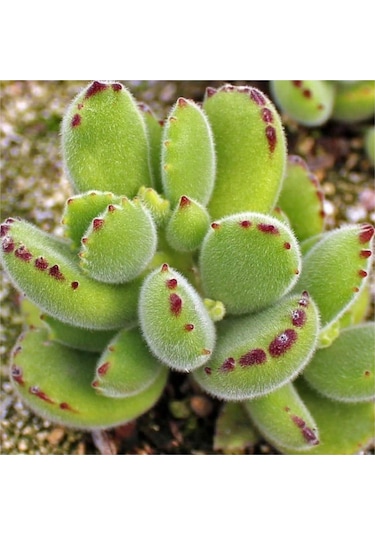 Cotyledon Tomentosa Sukulent Bitki Ayı Pençesi