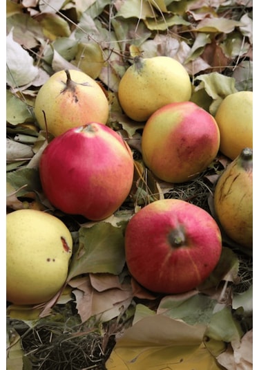 Aşılı Vahapbey Kırmızı Ayva Fidanı 3 Yaş