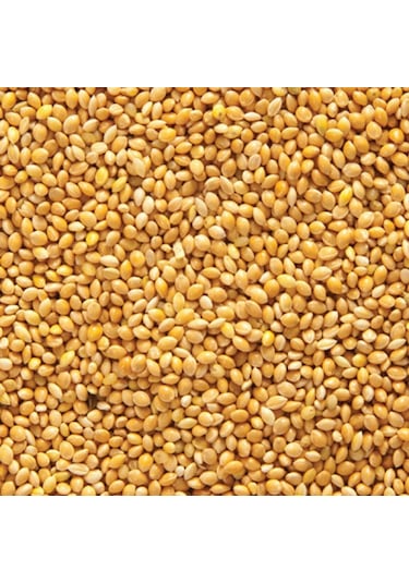 Muhabbet Kuşu Yemi Sade Ak Darı Açık Lüx 25 kg