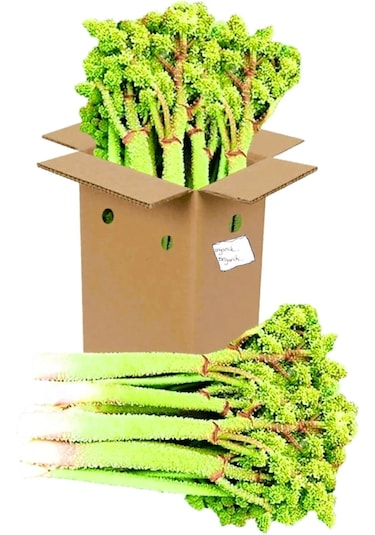 Selkur Işkın, Yayla Muzu, Işkın Otu, Dağ Muzu 1kg