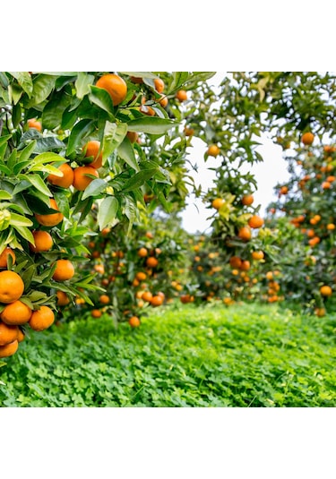 Satsuma Mandalina Fidanı Bol Verimli