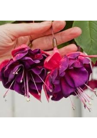 10 Adet Tohum Nadir Bulunan Kırmızı Siyah Yer Küpeli Çiçeği Saksı