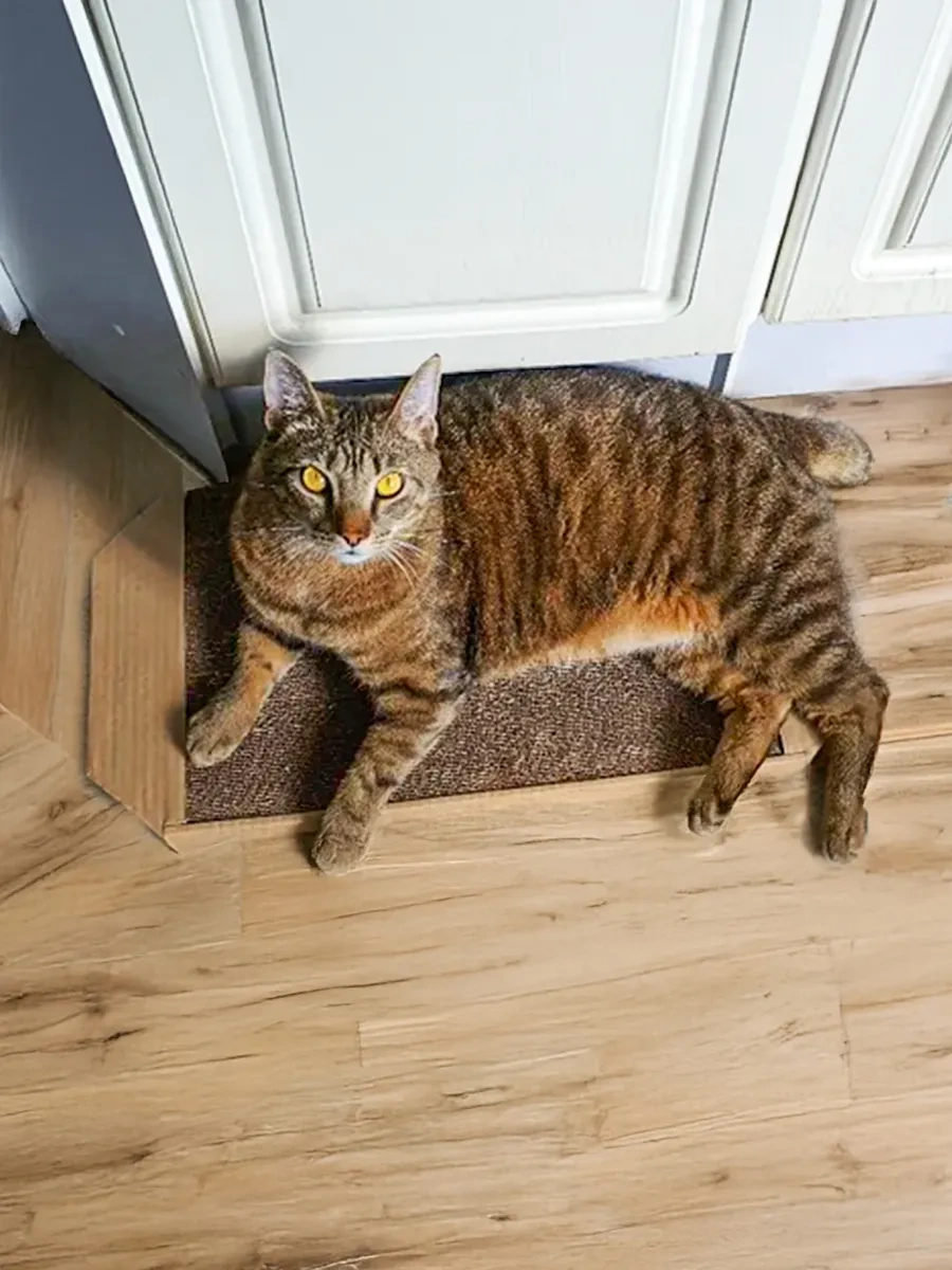 Pangur Büyük Karton Gommalı Kedi Tırmalama Ve Dinlenme Yatağı 49983084