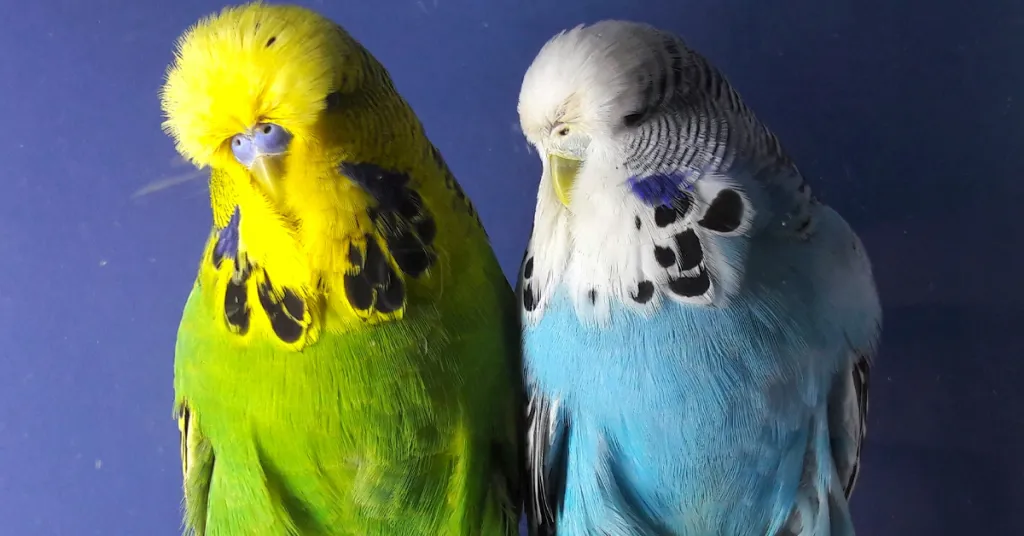 Nfs Agro Lüks Premium Muhabbet Kuşu Yemi 1 KG