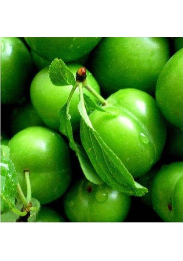 Can Erik Fidanı Aşılı - 2 Yaş Tüplü 80-100 Cm