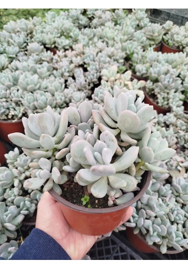 Pachyphytum Oviferum - Büyük Boy Yetişkin Sukulent