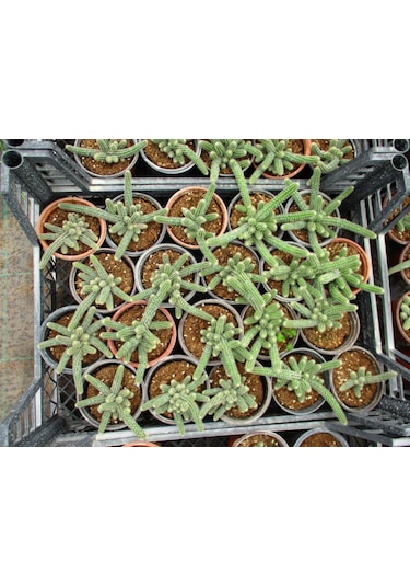 monstera thai toom Monstera Deliciosa Thai Constellation Platinum (wk41-B) main image 0