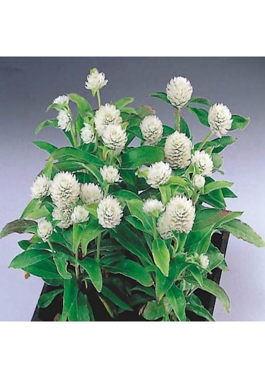 Gomphrena Globosa Beyaz Medine Çiçeği Tohumu 50 Tohum