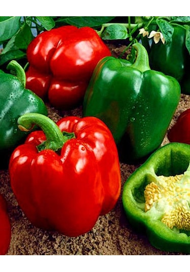 10+ Adet Kaliforniya Dolmalık Tatlı Biber Tohumu Geleneksel