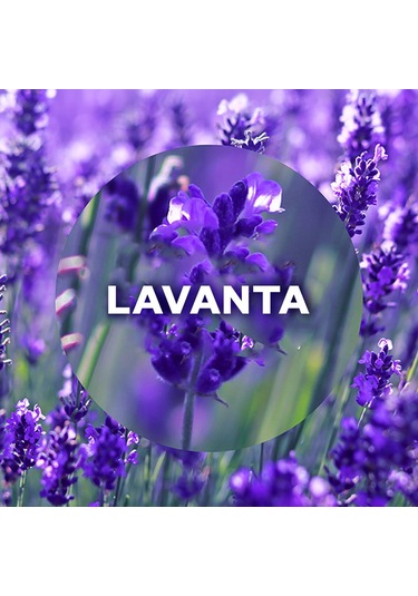 Air Wick Elektrikli Oda Kokusu Cihazı + Lavanta Yedek Şişe