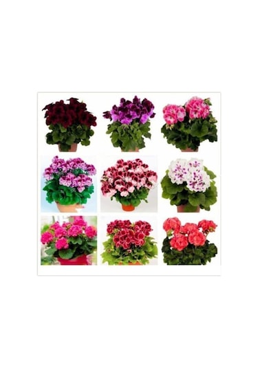 16 Adet 8 Renk Sarmaşık Sardunya Tohum