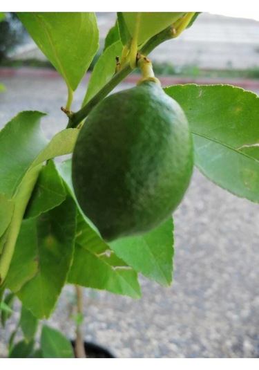 2 Yaş Aşılı 7 Veren Yediveren Mayer Limon Fidanı Saksılı