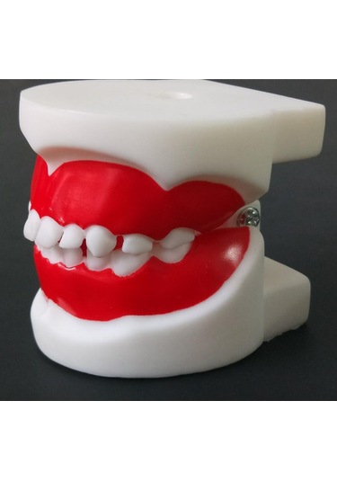 1 Adet Çocuklar İçin Diş Eğitim Modeli/Standart Diş Çocuk Diş Modeli Çocuk Diş Diş Modeli Öğretim Eğitim Ağız Bakımı 1 Pc For 6-9 Years Old