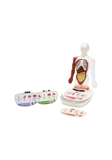 S00005280 Bilim Set İnsan Vücudu Modeli 23prç -sun