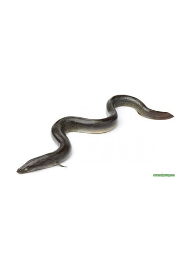 .Yılan Balığı 1 Adet 25-35 Cm