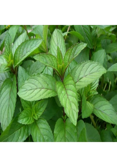 Geleneksel Kokulu Anadolu Nanesi Tohumu 100 Tohum