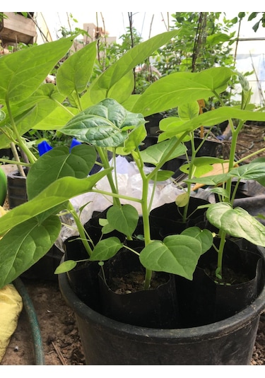 Tamarillo Domates Ağacı 70-100 Cm Tüplüdür