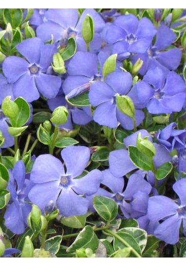 Vinca Mor Renk Cezayir Menekşesi 20-40cm Saklısı