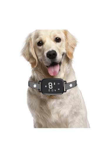 Homyl İç Mekan Oturma Odasında Çalıştırmak Için Köpek