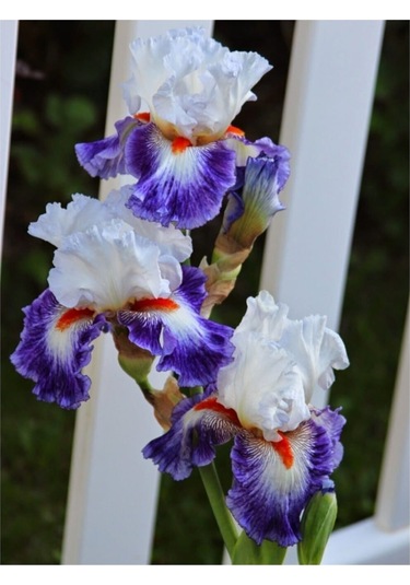 2 Adet Rengarenk Iris (Süsen) Çiçeği Soğanı - ADAFDN0190