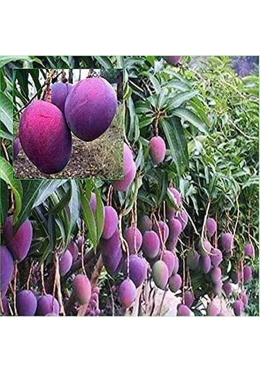 5 Yaş Aşılı Palmer Mango Fidanı,torbada