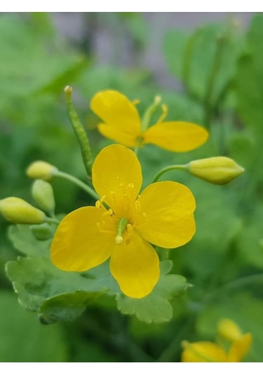 Kırlangıç Otu Bitkisi Saksıda