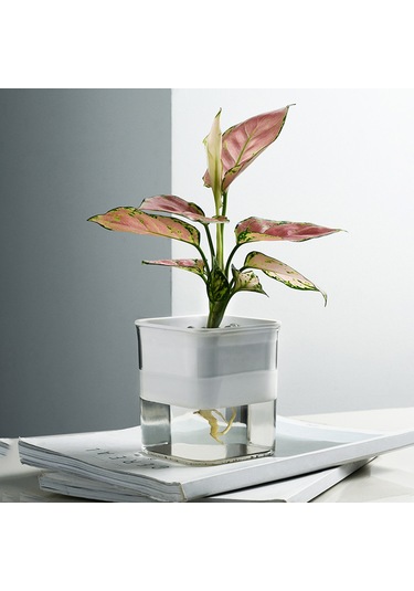 Padalink Otomatik Sulama Özelliği İle Şeffaf İç/ Dış Mekan Bitki Saksısı - Pp+pc Malzeme, 5-7 Gün Sulama Aralığı, Su Seviyesi Gösterimi