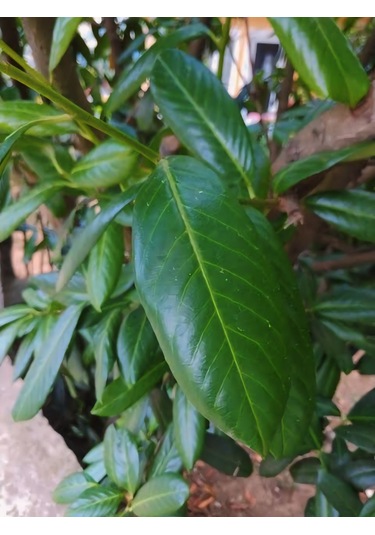 250 Gram Karayemiş-taflan-laz Kirazı Yaprağı Günlük Dalından Top