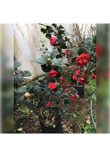 Kamelya Kırmızı 150/180 Cm