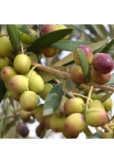 İspanyol Bodur Arbequina Zeytin Tohumu 5 Tohum