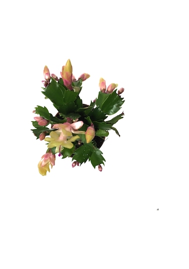 Schlumbergera 'Yellow' (Yılbaşı Çiçeği) Ø8,5 CM Y15-20 CM