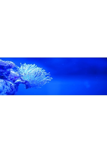 Kanki Pet Akvaryum Arka Fon Yapıştırma 185x65 Cm Kp1856526