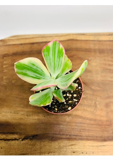 Crassula Ovata Variegata Iki Renkli Para Ağacı