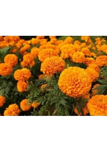 Top Kadife Çiçeği 15 Adet Tohum