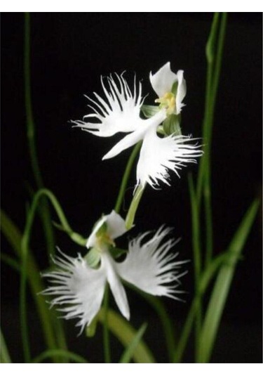 Nadir Japon Radiata Orkide Tohumu 5 Adet Tohum Çiçek Tohumu