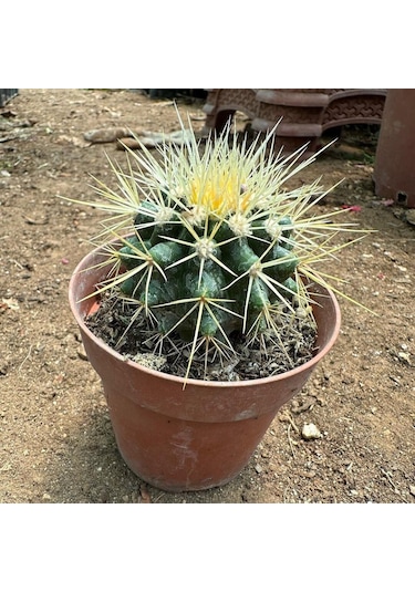 Echinocactus Grusonii - Altın Fıçı Kaktüsü 8 Lik Saksıda 1