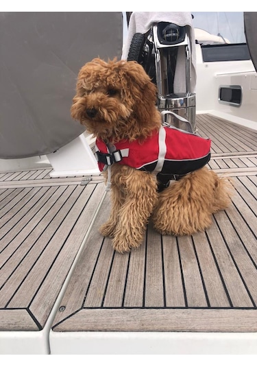 Lalizas Köpek & Kedi Can Yeleği