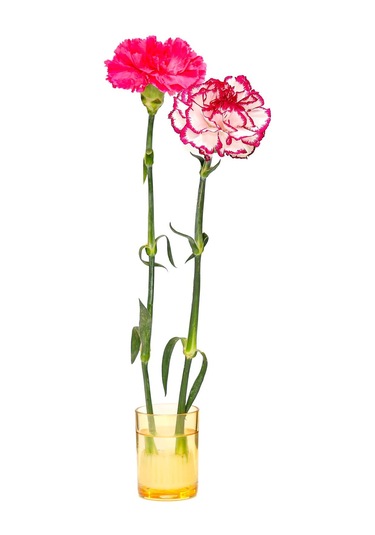 Flora Design-minimal Amber Cam Vazo Amber