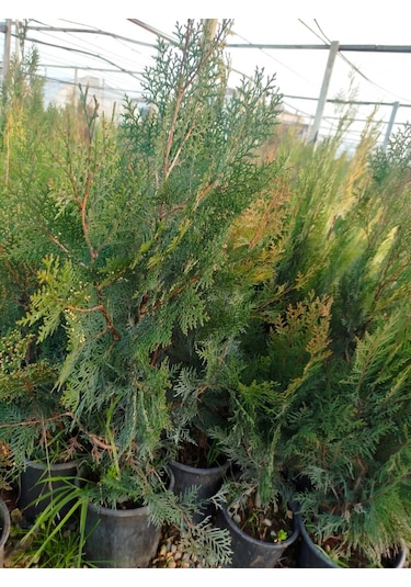 Yeşil Mazı Çit Bitkisi 80-100 Cm 4-5 Yaş Thuja Orientalis
