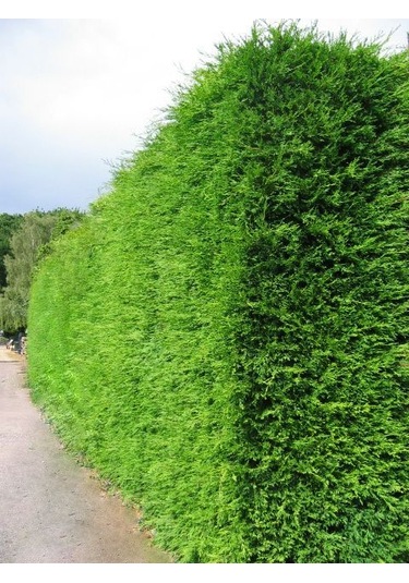 Yeşil Mazı 5 Adet / 30-50 Cm Çit Bitkisi Thuja Orientalis
