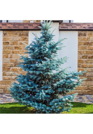 Mavi Ladin Picea Pungens Glauca 40 -60 Cm