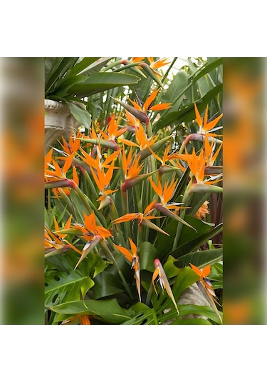 Starliçe Cennet Kuşu Strelitzia 100-120cm