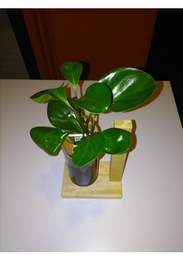 Topraksız Bitki ve Çiçek için Tekli Uzun Ahşap Ayaklı Cam Vazo