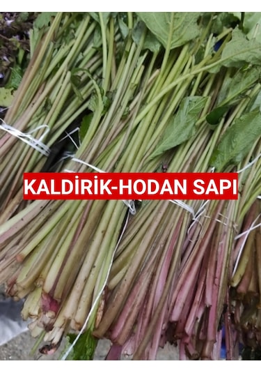 Kaldirik Hoda Ispıt Otu Sapı 500 G