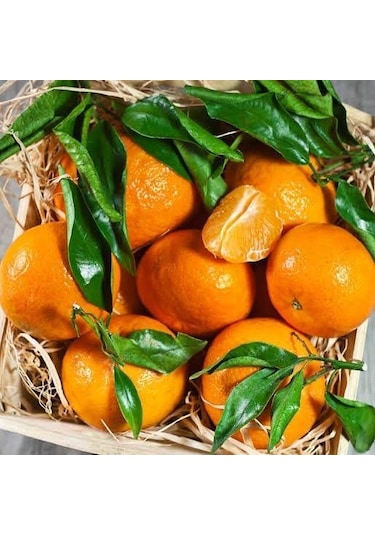 Klemantin Kokulu Çekirdeksiz Mandalina Fidanı. Torbada