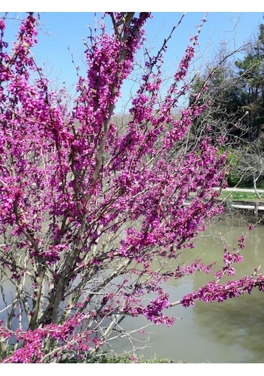 3 Adet Erguvan Fidanı Cercis Siliquastrum