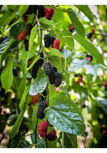 Aşılı Ters Kara Dut Fidanı