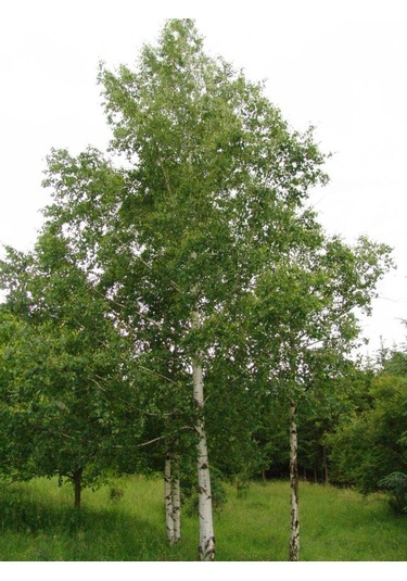 Huş Ağacı Fidanı Betula Pendula - Estetik Peyzaj Ağacı