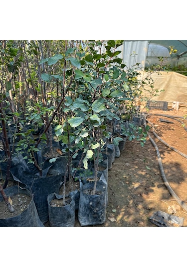 Tüm Bölgelere Uyumlu Keçi Boynuzu Mikro Aşılı Harnup Fidanı